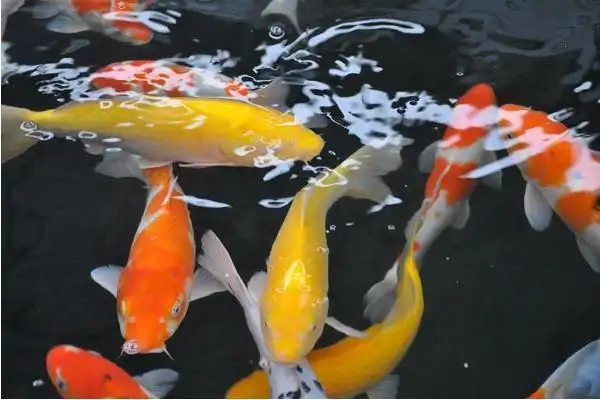 锦鲤不同颜色不婚配么【最新23篇】