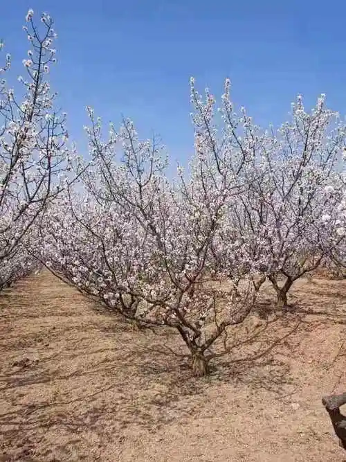 8公分山杏价格 9公分山杏树价格