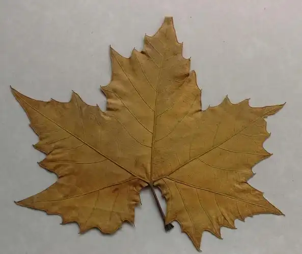 梧桐树叶像手掌