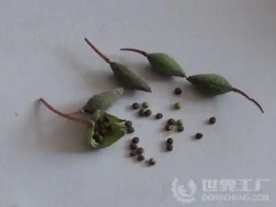 凤仙花的种子长什么样