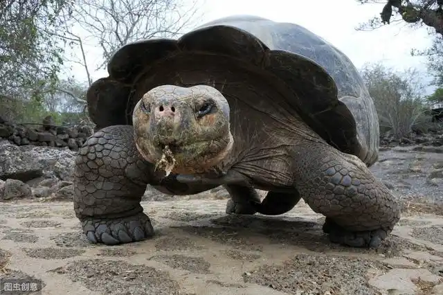 世界上最大的乌龟千年老龟(世界上最大的乌龟)(6)