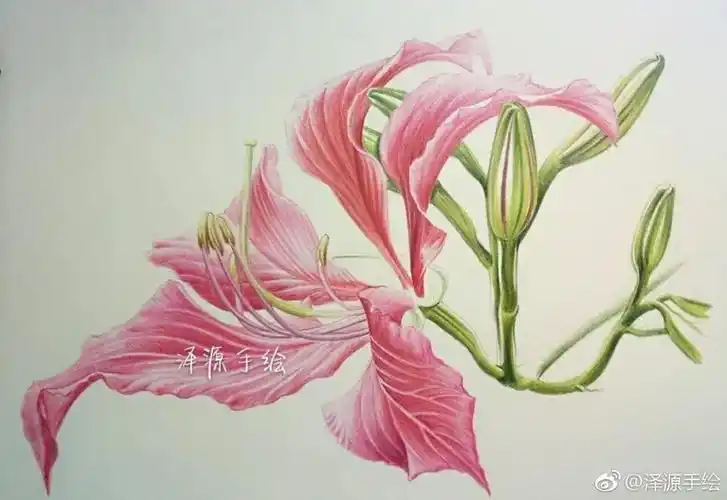 彩铅步骤临摹 | 紫荆花-花落辞故枝,风回返无处.