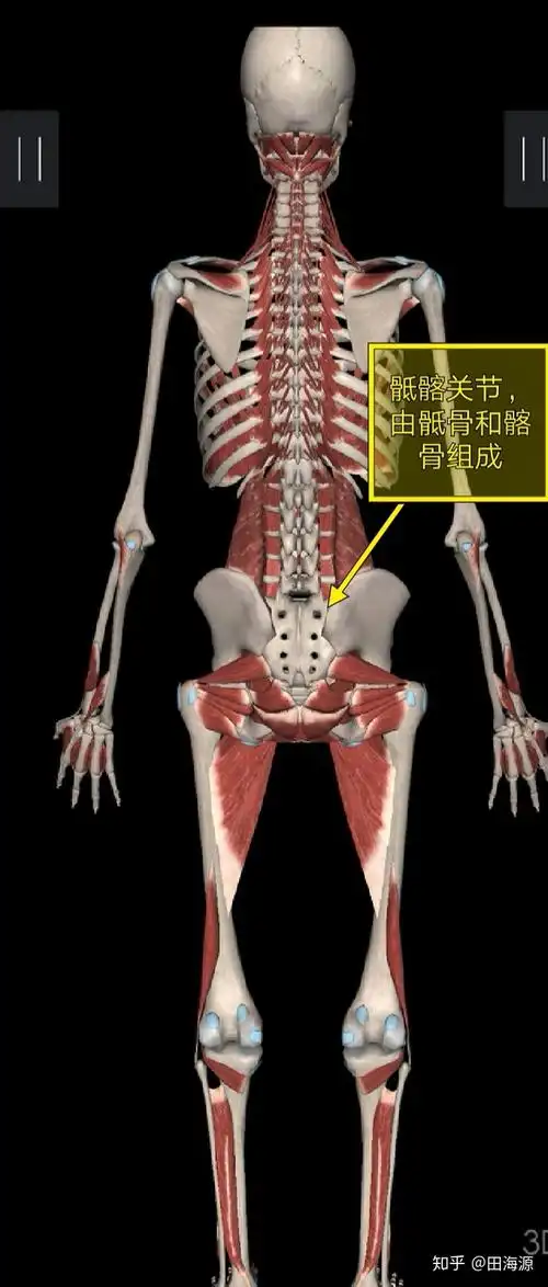 这位患者闪腰的位置叫"骶髂关节"