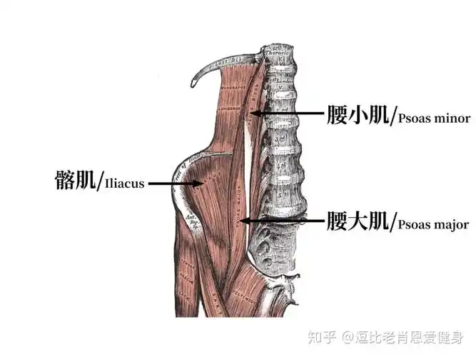 2. 腰小肌/psoas minor: 细条, 负责髋关节和骨