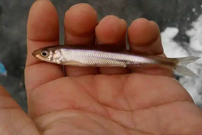 在北方冰钓"小公鱼"要是碰上鱼窝,那杆就根本停不下来