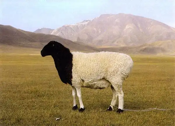 耐粗饲,适应性强等优点,以产肉量高而著称,是新疆三个大尾羊品种之一