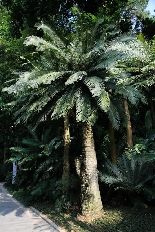 千年铁树-------多歧苏铁