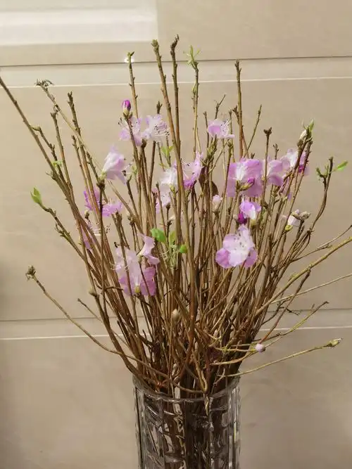 美丽干枝杜鹃花