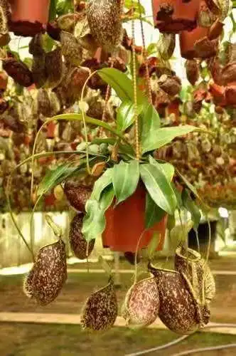 三色线唇虎克猪笼草包邮食虫植物驱蚊防虫绿植绿植