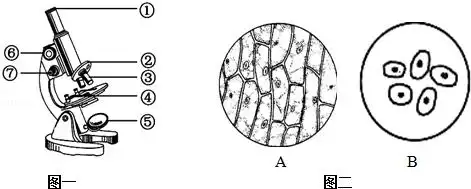 显微镜下洋葱表皮细胞简笔画