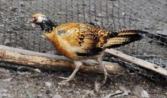 家鸡和野鸡也能杂交生出来的鸡长什么样