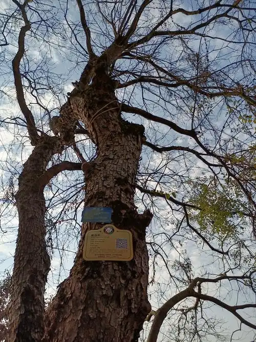 家乡胜景之黄连树