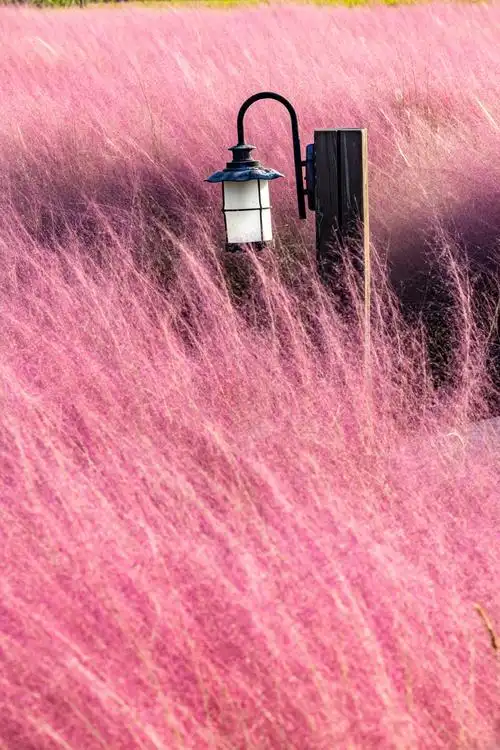 郭兴庄园的粉黛