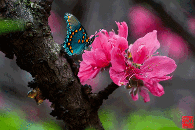 蝴蝶,蜜蜂采蜜忙