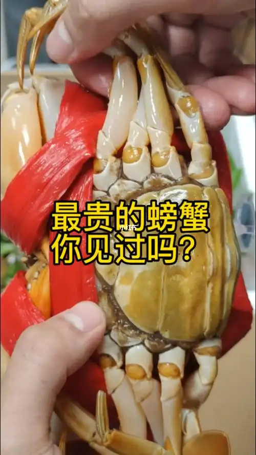 世界最贵的螃蟹你见过吗