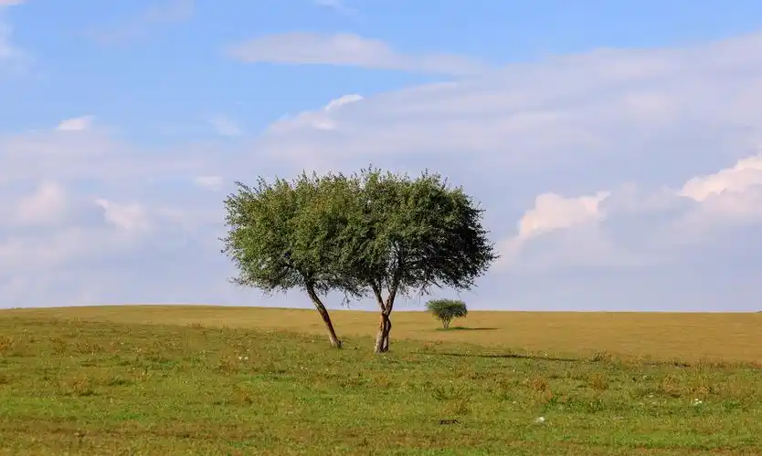 坝上的广袤的草原上偶尔出现并肩而立的两棵树它们仿佛与蓝天白云共同