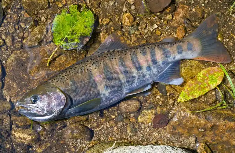 小鲑鱼 13,关闭的小淡水三文鱼.