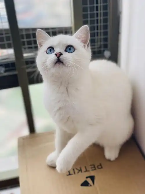 银点 眼里有星辰大海的猫