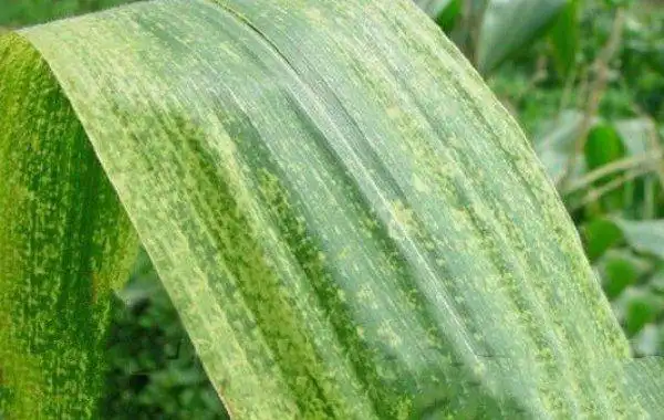 玉米矮花叶病如何防治