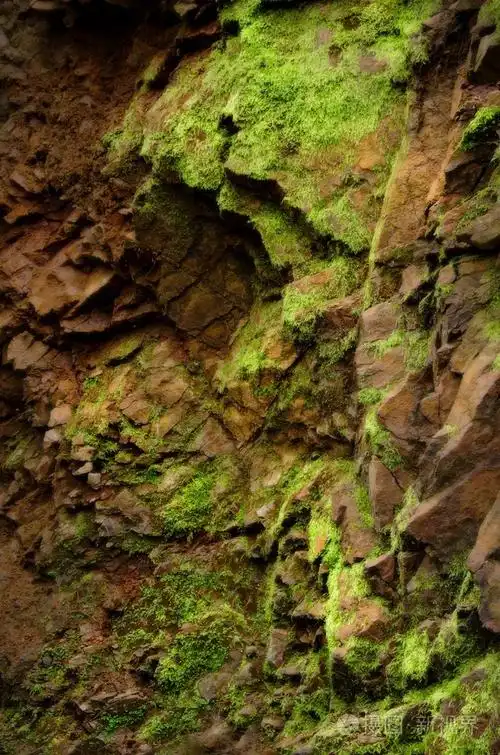 长满苔藓的岩石纹理