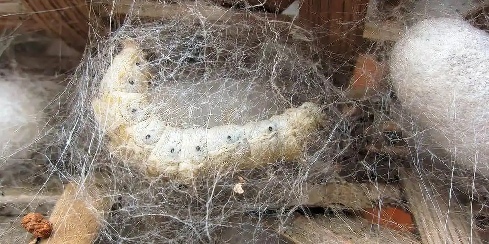 蚕丝是如何制作的实拍蚕宝宝从吐丝结茧再到人工抽丝全过程