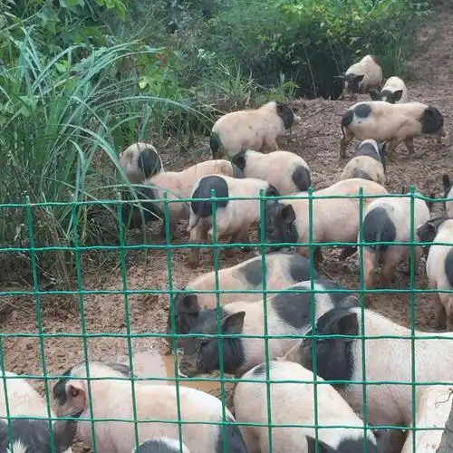 【创新创业】大学生回乡养猪铺就致富路