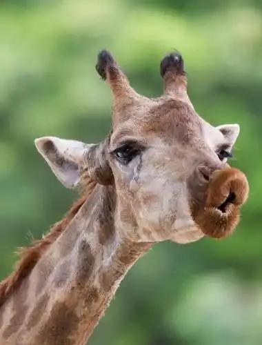 存了十年的搞笑野生动物照片,张张都是表情包!