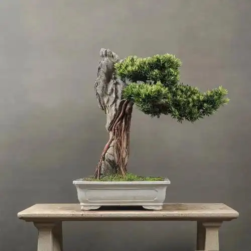 抱石日本罗汉松