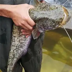 大口鲶鱼苗凶猛捕食性肉食鱼类杂鱼克星淡水活体养殖水花小鱼苗