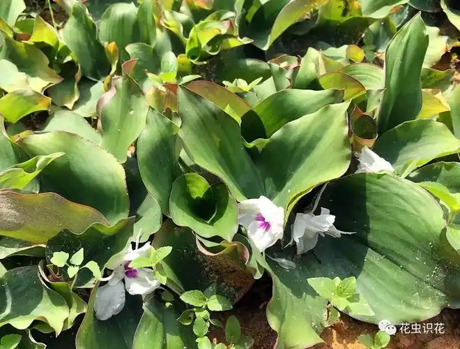 【2002《中国高等植物》 第13卷】根茎块状,单生或数枚连接,淡绿或绿