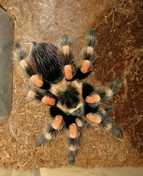 关于墨西哥巨人红膝头一些个人见解(补充)