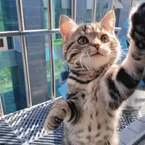 美短起司美国短毛猫幼体虎斑猫银渐层幼崽猫咪纯种活体矮脚曼基康