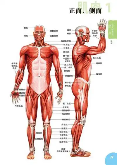 描绘下半身的俯视法和仰视法 分层描绘法 并脚的画法 03 分割人体各