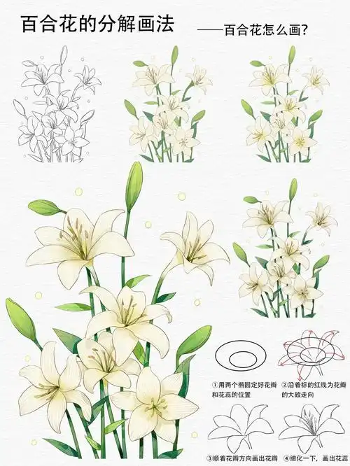 百合花的分解画法～#procreate绘画 #插画 #水彩花 - 抖音