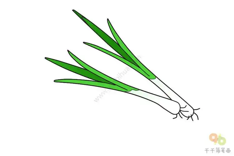 白葱简笔画步骤图