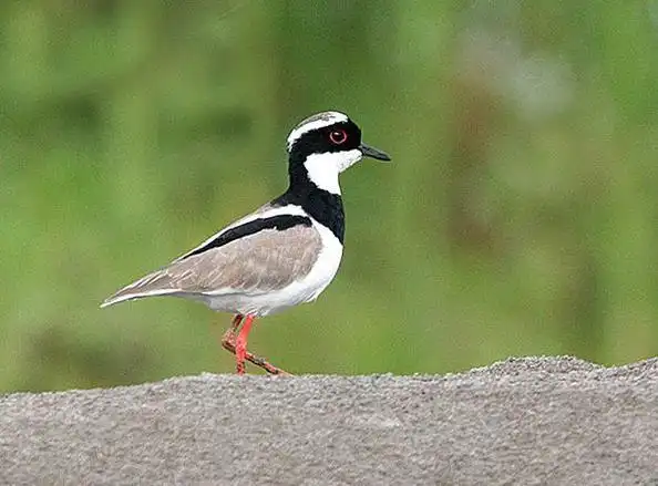 p>斑麦鸡(学名:vanellus cayanus)属于中型 a target="_blank" href=