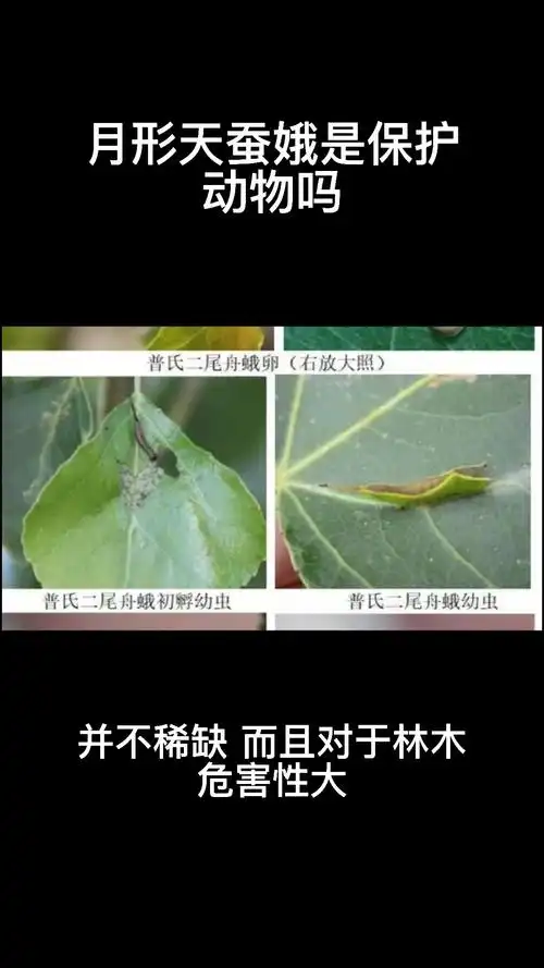 月形天蚕娥是国家保护动物吗