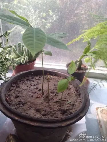 随意埋的释迦种子竟然发芽了,长出来四棵.