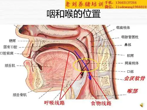 老刘养猪培训解剖消化道病用药第一法口服
