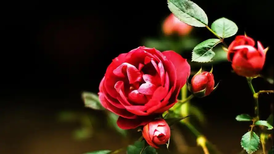 红色玫瑰花图片花卉鲜花花朵玫瑰玫瑰花穿心玫瑰刺客徘徊花