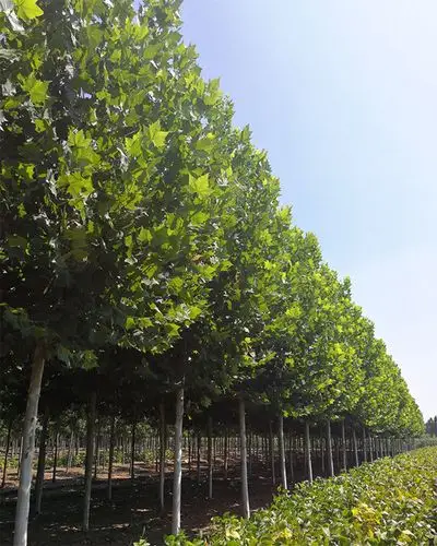 速生法桐,法桐苗木,济宁法桐基地-东方苗木网