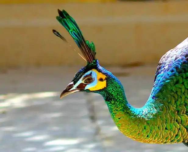 版纳见闻绿孔雀与蓝孔雀