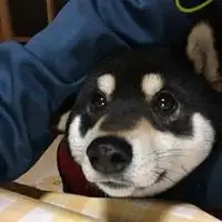 黑柴头像 日版黑柴高清头像