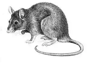 互动河南新闻广播邀请您鼠年画鼠