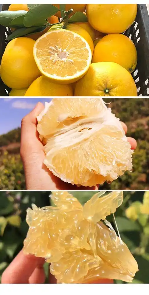 月阳果葡萄柚(整箱11斤) - 上蔡县红太阳超市