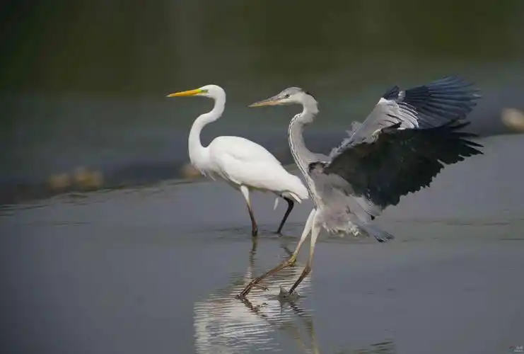 大白鹭与苍鹭