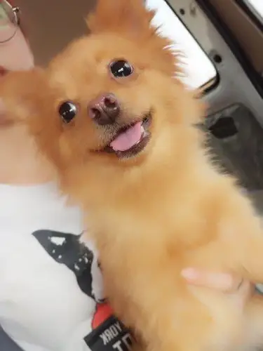 寻找金色博美狗狗