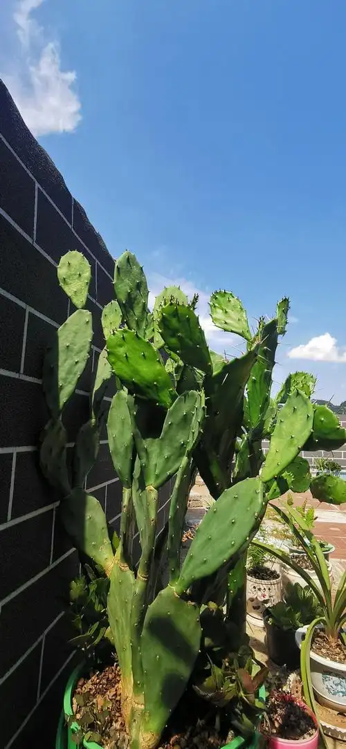 仙人掌图片大全大图(农村6米高的仙人掌) - 绿巢号