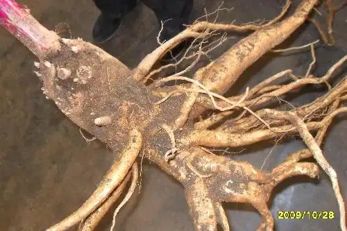 展开全部 植物商陆的根,楼主可百度图片验证. 向左转| 向右转