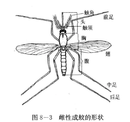 蚊子的危害及其防治